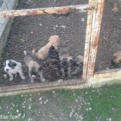 Golden Kangal Kırması Yavrular Fabrikada Yaşayamazlar, İzmir