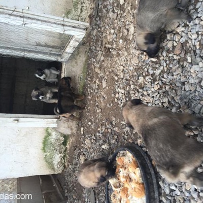 Golden Kangal Kırması Yavrular Fabrikada Yaşayamazlar, İzmir
