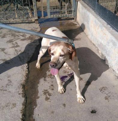 Acil Yuva Nazilli Barınağından Kurtarılmayı Bekleyen Köpek, İzmir