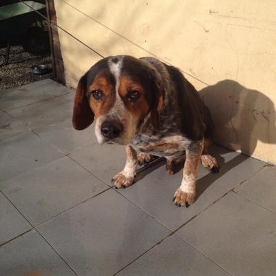 Beagle Seter Melezi Kucuk İrk  Yuva Ariyor, İstanbul