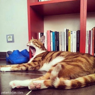Kedi Ferit'E Acilen Yuva Arıyoruz! :( (Yakın İller De Olabilir), İçel (Mersin)