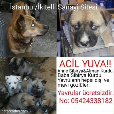 Husky&Alman Kurdu Bebeklere Yuva!!, İstanbul