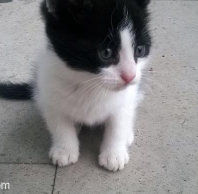 1,5 Aylık Erkek Smokin Kedisi Olan Kedi Bakmış Ailelere Yuvalandırılacaktır, İstanbul