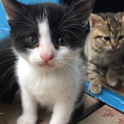 1,5 Aylık Erkek Smokin Kedisi Olan Kedi Bakmış Ailelere Yuvalandırılacaktır, İstanbul