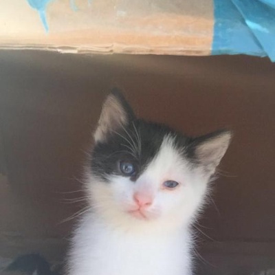 1,5 Aylık Erkek Kedisi Olan Kedi Bakmış Ailelere Yuvalandırılacaktır, İstanbul