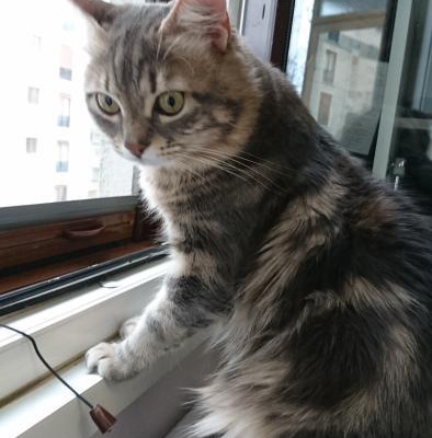 Genç Tekir Kedi Ev Arıyor (Aşıları Tam), İstanbul