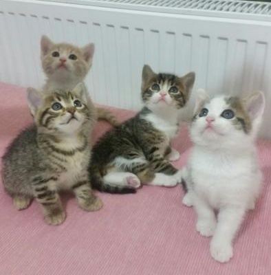 4 Sevimli Yavru Kedi Yuva Arıyor, İstanbul