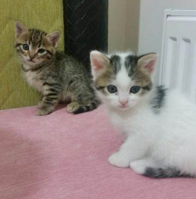 4 Sevimli Yavru Kedi Yuva Arıyor, İstanbul