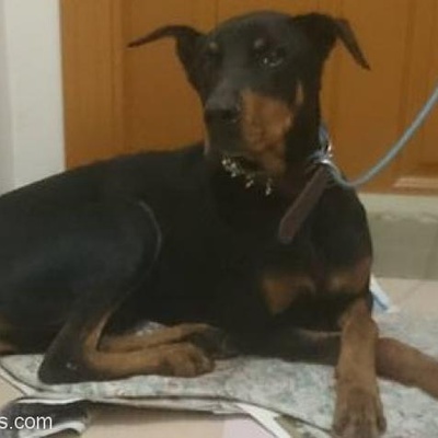 Doberman Cinsi Köpeğim Kayıp, Ankara
