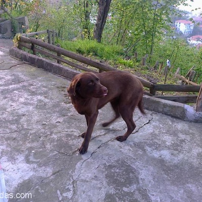 Kapımıza Gelen Köpek, Zonguldak