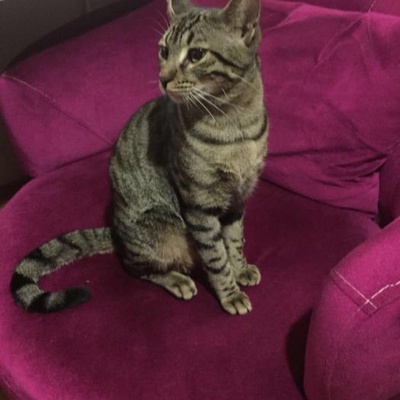Kırık Kulak Tekir Kedi Hakkı Sakarya Serdivan Kayıp, Sakarya