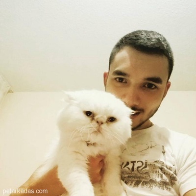 Kedimi Eşleştirmek İçin Erkek Persıan Arıyorum, Ankara