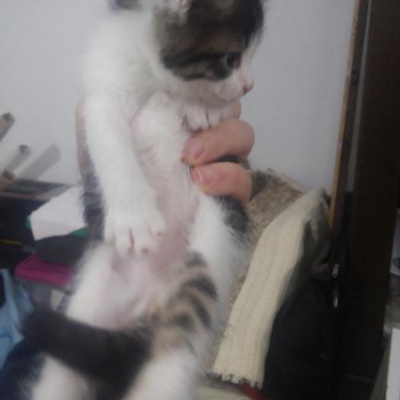 İki Kedi Acil Yuva Arıyor, Antalya