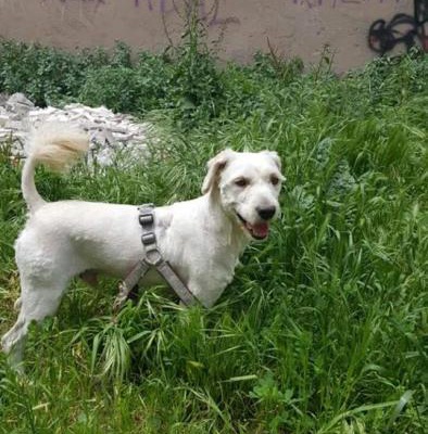 2 Numara Terrier Cinsi Oglumuz Omurluk Yuva Ariyor, Bursa