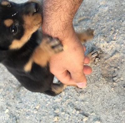 Dişi 1,5 Aylık Tam Rottweiler Kırması, İstanbul