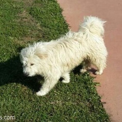 Samsun Atakumda Sahipsiz Beyaz Terrier, Samsun
