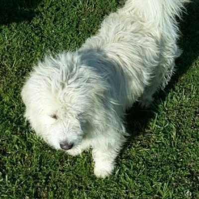 Samsun Atakumda Sahipsiz Beyaz Terrier, Samsun