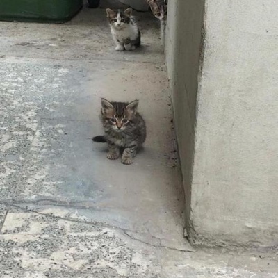 Yavru Kedi, İzmir