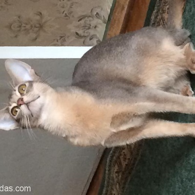 Dişi Abyssinian Kedim Çiftleşmek İstiyor Benimki Gibi Ful Irk Belgeleri Tam Olan Bir Kedi, Antalya