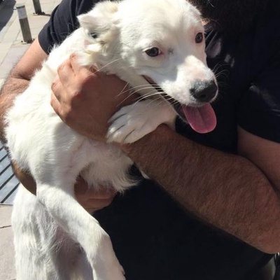 Terrier Yuva Arıyor, İzmir