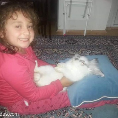 11 Aylık Erkek Aslan Baş Kırık Kulak Lop Tavşanımızı Sahiplendiriyoruz Yurt Dışı Dolayısıyla, İstanbul