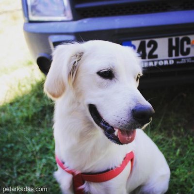 Goldenretriever Köpeğime Yuva Arıyorum, Antalya