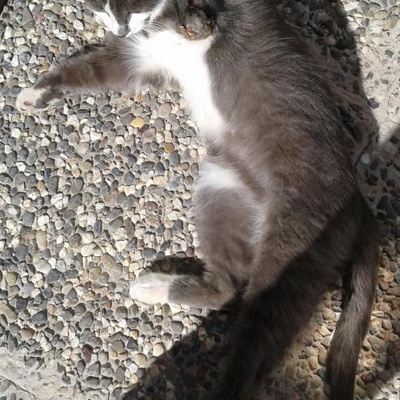 Acil! Üç Ayaklı Kedi, Kırıkkale