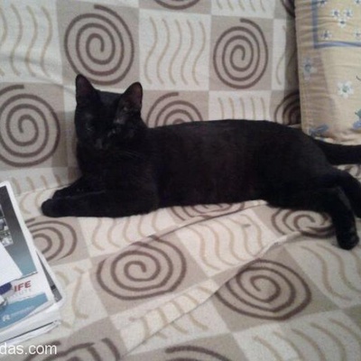 Karam Yeni Yuvasını Arıyor 10 Aylık Siyam Kedisi, Sakarya