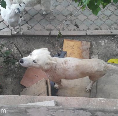 Samoyed Oğlumuz İyileşip Tekrar Güzelleşeceği Yuvasını Arıyor., İstanbul