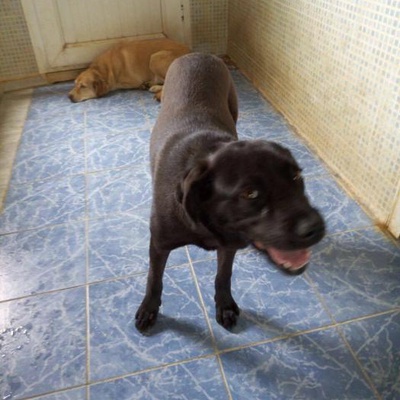 Barınağa Terk Edilen Labrador / Cane Corso Melezi Köpeğimize Yuva Arıyoruz!, İzmir