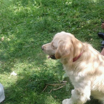 Beykoz --Karagözsırtı Mahallesi -- Kırmızı Tasmalı Golden Retriever Cinsi Köpeğimiz Ares Kayıp !!!!!, İstanbul