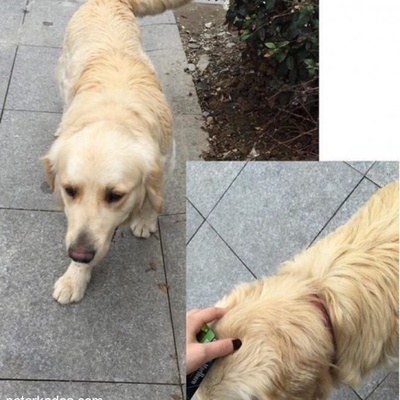 Beykoz --Karagözsırtı Mahallesi -- Kırmızı Tasmalı Golden Retriever Cinsi Köpeğimiz Ares Kayıp !!!!!, İstanbul