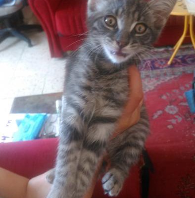 Yavru Erkek Kedi, Adana