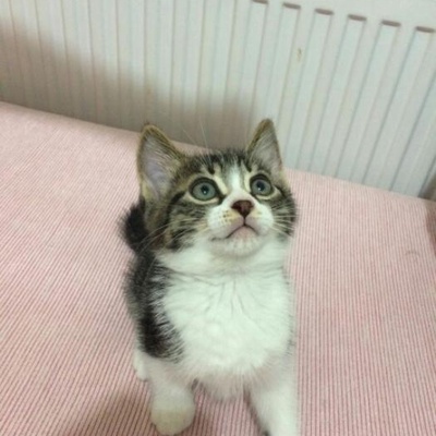 5 Sevimli Yavru Kedi Yuva Arıyor, İstanbul