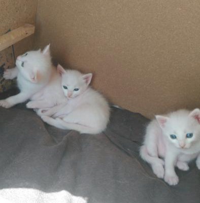 Mavi Gozlu Beyaz Ankara Kedileri 1 Aylik Yavrular, Ankara