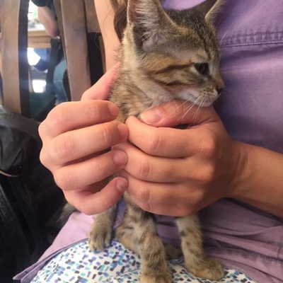 Yolunu Kaybetmiş Bu Kediciği Sokakta Diğer Kedilerden Dayak Yerken Görüp Aldım Yuva Arıyoruz, İstanbul