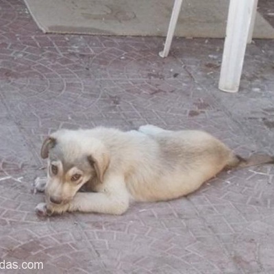 Çaki Yuva Arıyor 3 Aylık Büyük Irk Olacak Çoban Köpeği Yuva Arıyor, İzmir
