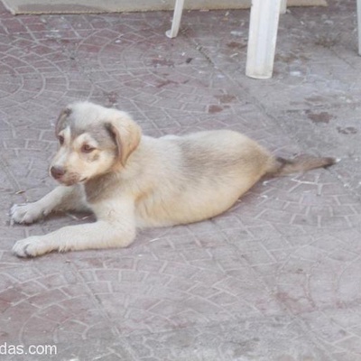 Çaki Yuva Arıyor 3 Aylık Büyük Irk Olacak Çoban Köpeği Yuva Arıyor, İzmir