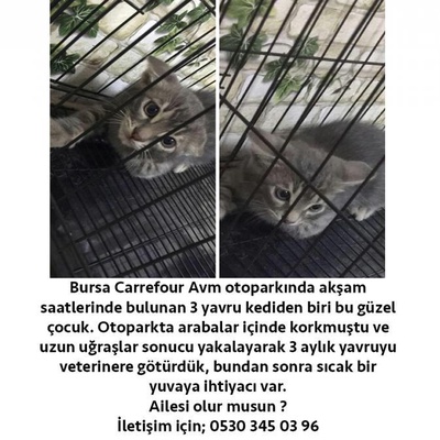 Bursa Sahipsiz Yavru Kedi, Bursa