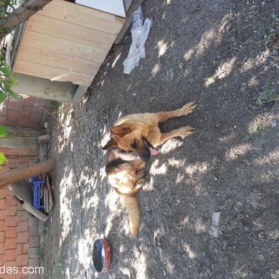 Eğitimli Dişi Alman Kurt Köpeği, İstanbul