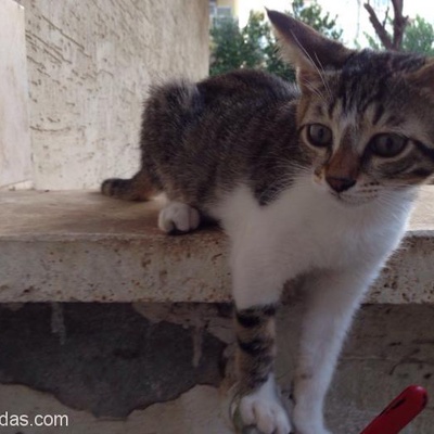 2 Gündür Sokağa Bırakılmış 3-4 Aylık Yavru Kediye Acil Yuva Arıyoruz, Antalya