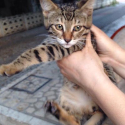 2 Gündür Sokağa Bırakılmış 3-4 Aylık Yavru Kediye Acil Yuva Arıyoruz, Antalya