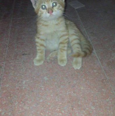 Yavru Kedi Sıcak Yuva Arıyor !, Ankara