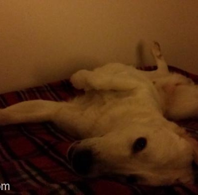 1 Yasindaki Labrador Golden Kirmasi Olan Oglum Tekilayi Sahiplendirecegim, İzmir