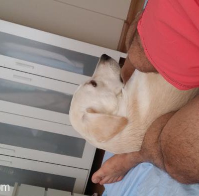 1 Yasindaki Labrador Golden Kirmasi Olan Oglum Tekilayi Sahiplendirecegim, İzmir
