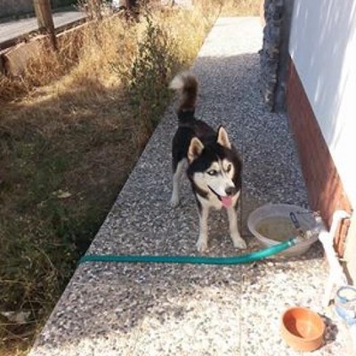 Wolf 5 Yaş Husky Ailevi Sebeplerden Terkediiyor Acil Yuva Aranıyor, İzmir
