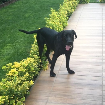 Siyah, Oyuncu, 1,5 Yaşında Harika Bir Labrador, İstanbul