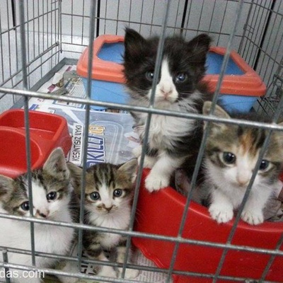 Veteriner Kliniğinden Yavru Kediler, İstanbul