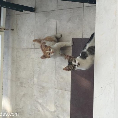 İzmir Narlıdere Çok Sevimli 4 Aylık Erkek Yavru Kediye Acil Yuva, İzmir