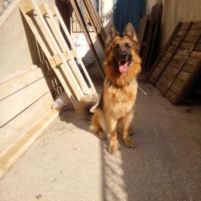 Dişi Alman Çoban Köpeği, Ankara